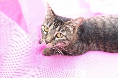 #PraCegoVer: Fotografia da gatinha Catch, ela tem os olhos na cor amarelo, a pelagem rajada nas cores preto e cinza. A gatinha está em um fundo rosa. 